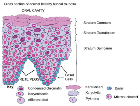 Diagrammatic representation of a cross-section of normal buccal mucosa of healthy individuals illustrating the different cell layers and possible spatial relationships of the various cell types