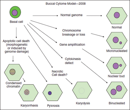 Diagrammatic representation and possible inter-relationships between the various cell types observed in the buccal cytome assay based on the scheme proposed by Tolbert et al.