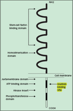 Molecular structure of c-kit receptor