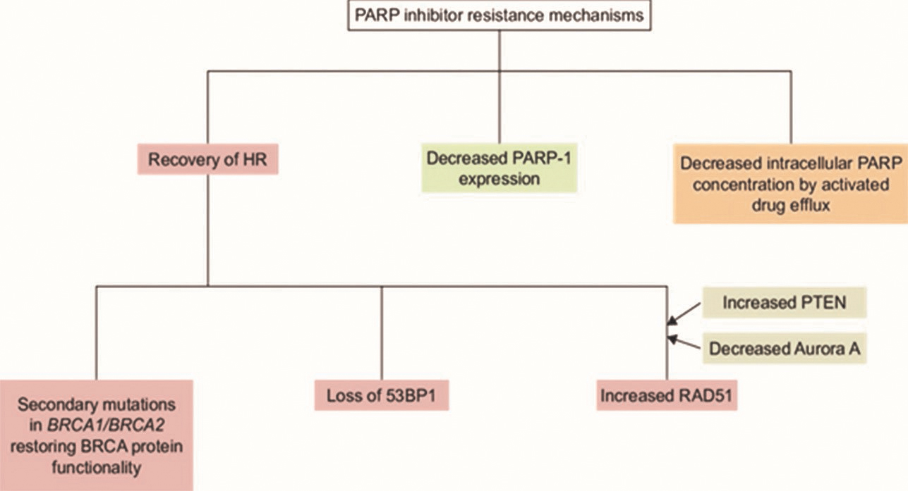 Fig. 3 PARP inhibitor resistance mechanisms. BRCA, breast-related cancer antigens; PARP, poly (ADP-ribose) polymerase; PTEN, phosphatase and tensin homolog.