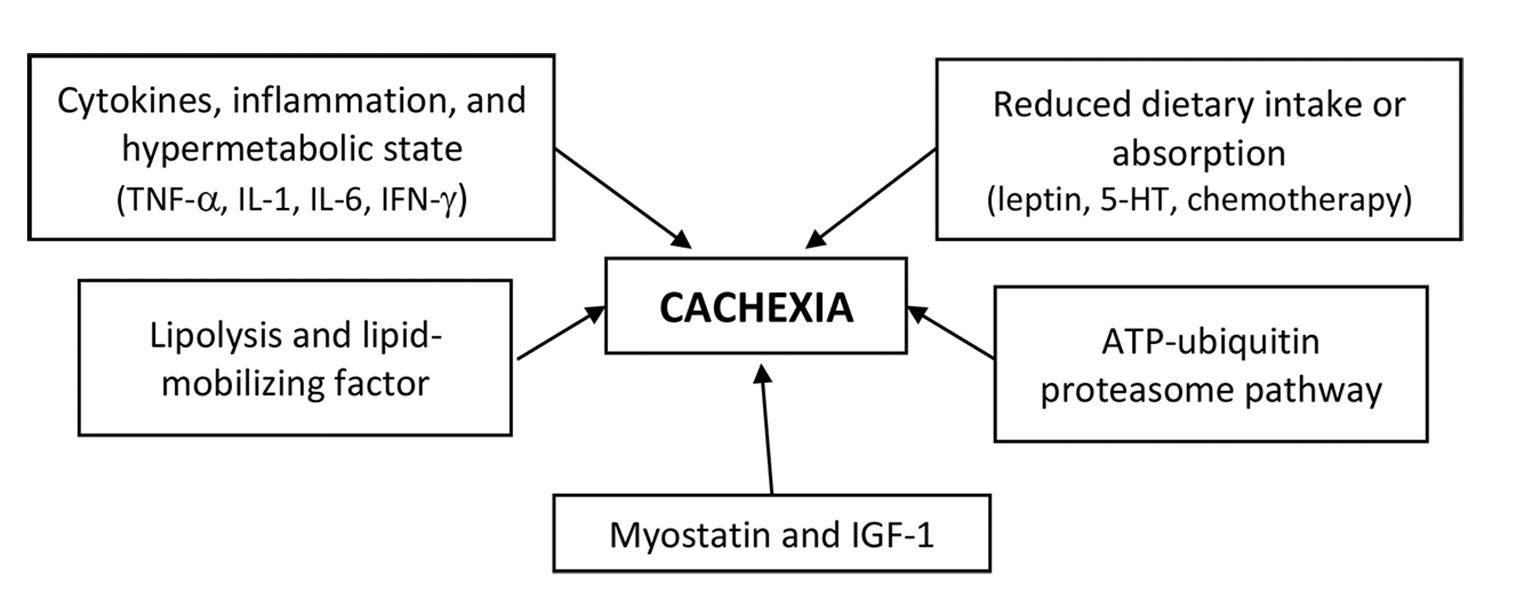 Fig. 1 Pathophysiology of cancer induced cachexia.18,22,24,26,30,31,34 5-HT, leptin and serotonin; ATP, adenosine triphosphate; IFN, interferon-gamma; IGF-1, insulin-like growth factor-1; IL, interleukin; TNF, tumor necrosis factor.