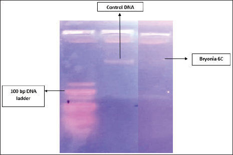 DNA fragmentation analysis of Bryonia 6C challenged HepG2 Cells in comparison to normal control.Bandyopadhyay, et al.: Action of ultra-diluted ethanol extract of Bryonia alba on HepG2 liver cancer cellsBandyopadhyay, et al.: Action of ultra-diluted ethanol extract of Bryonia alba on HepG2 liver cancer cells